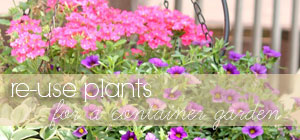 re-use plants for a container garden graphic re-use plants for a container garden graphic